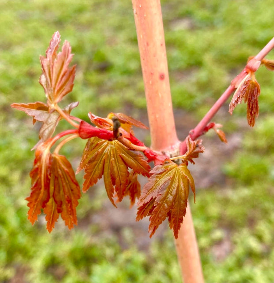 The Right Time for Acer Pruning