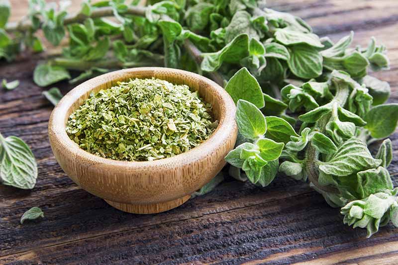 The Right Time to Plant Oregano