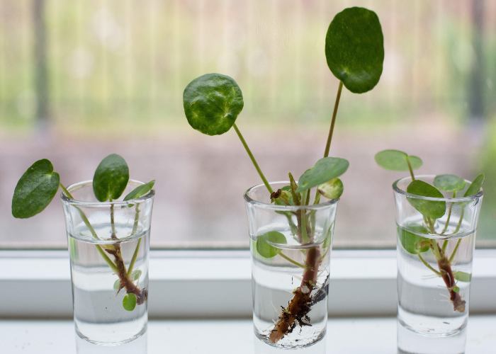 The Right Way to Propagate - Pilea Peperomioides