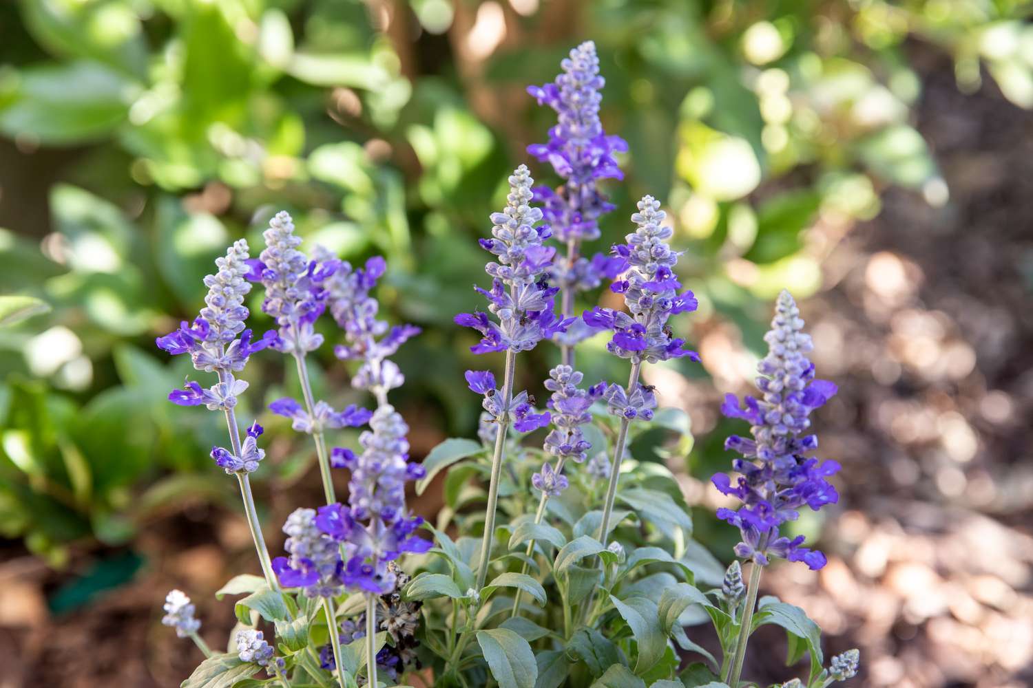 The Salvia Plant