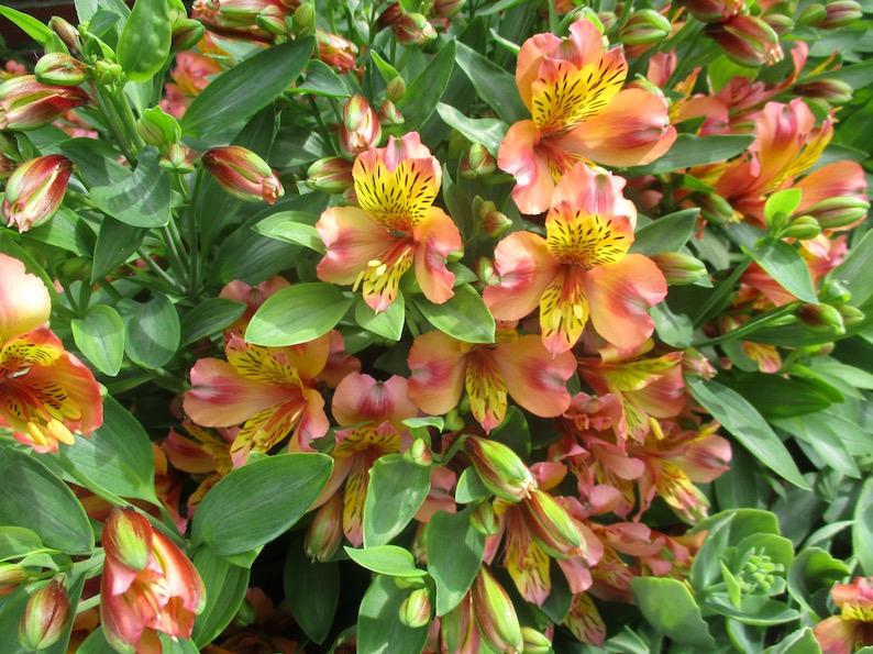 The Seasonal Checklist for Alstroemerias in a Pot