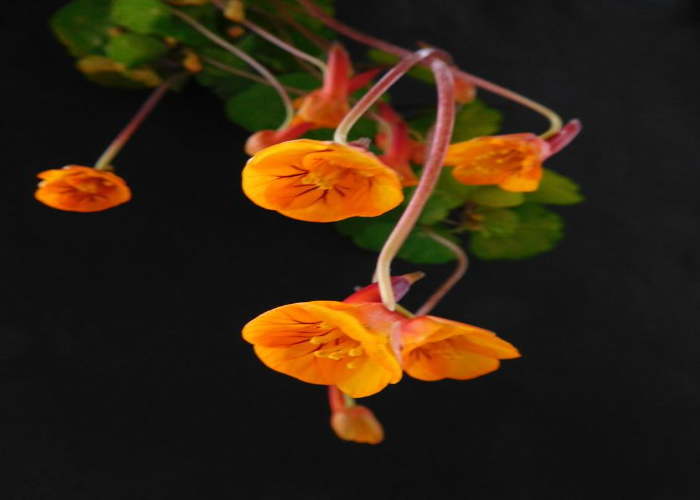 The Trailing Nasturtium