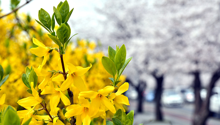 Things to Remember Before Pruning Forsythia