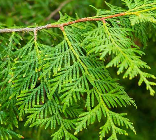 Thuja (Thuja Occidentalis)