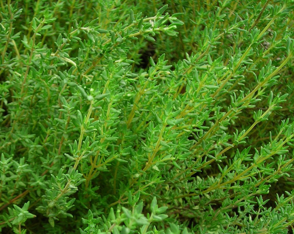 Thyme