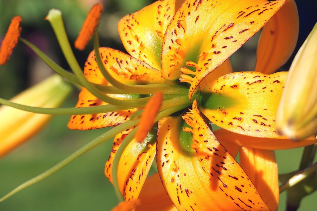 Tiger Lily