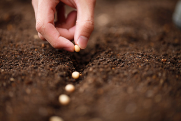 Time to Plant Seeds of Celery (1)