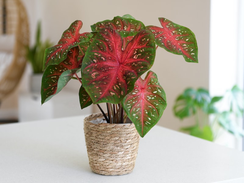 Timing of Planting Caladium Houseplants