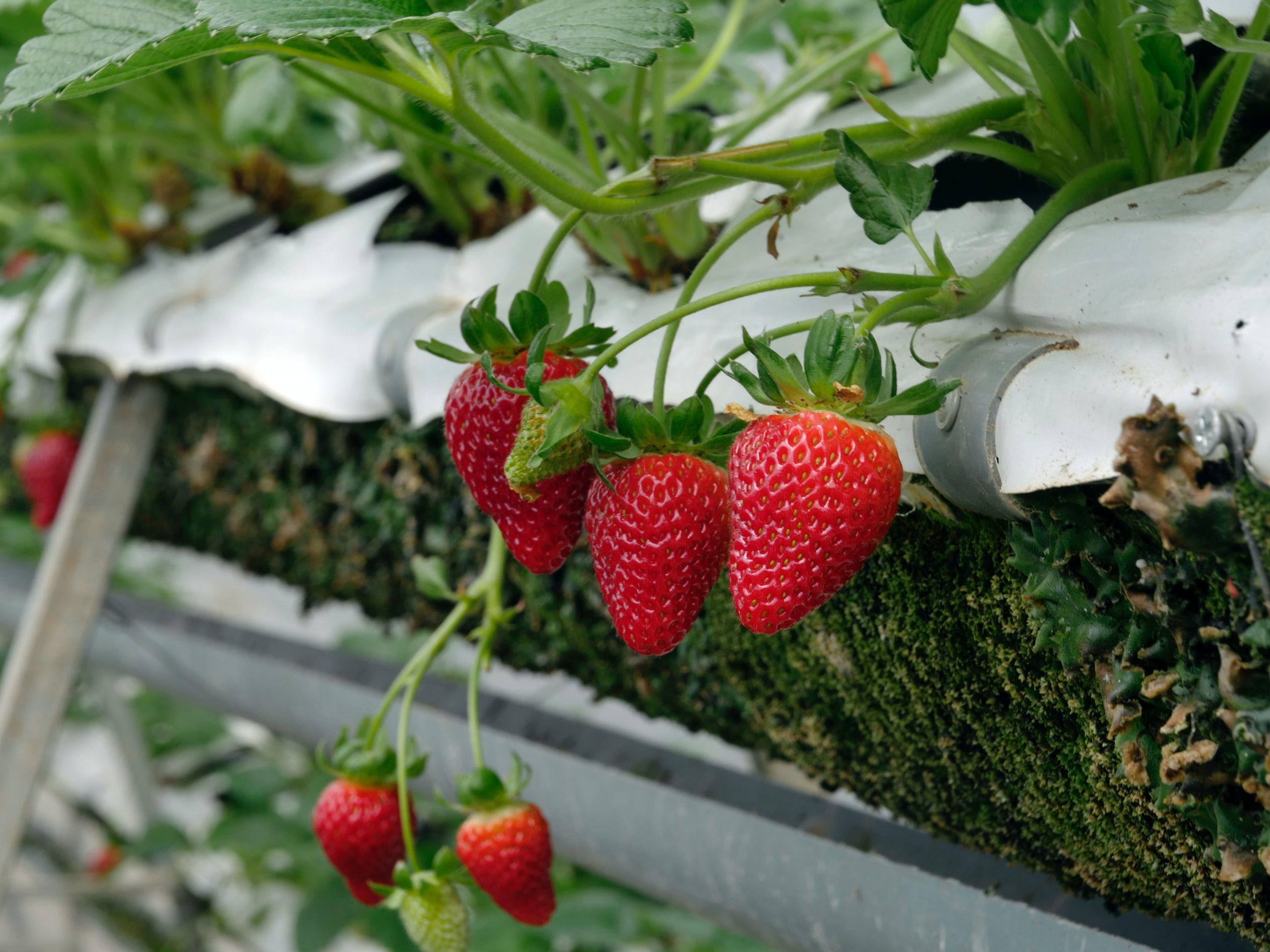 How to Grow Strawberries in Pots (Things You Need to Know)