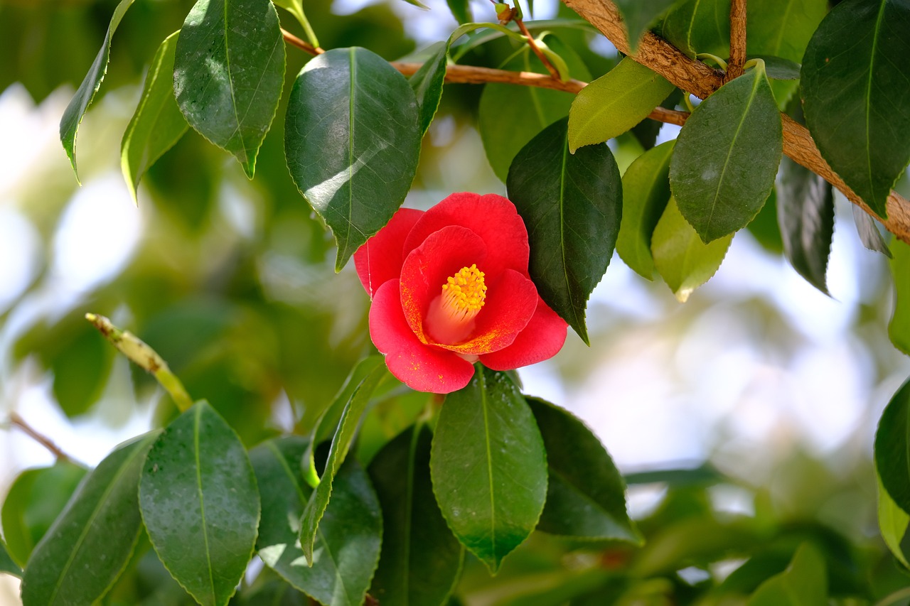 10 Expert Tips for Growing Camellias in Pots and Containers