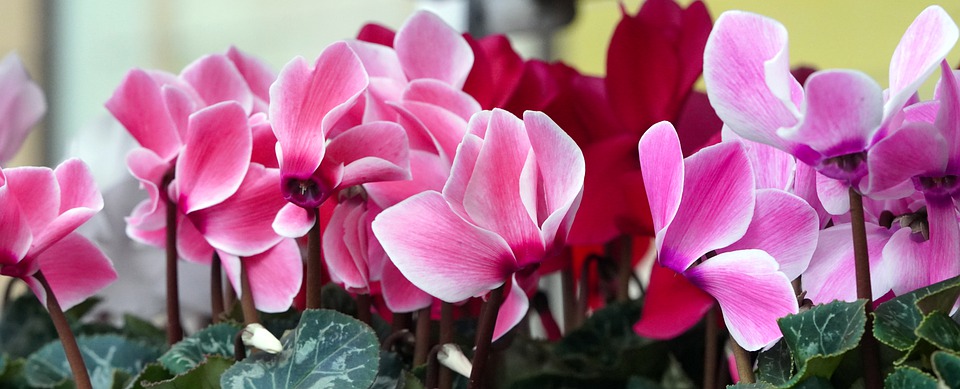 Expert Advice & Tips When Growing Cyclamen in Pots