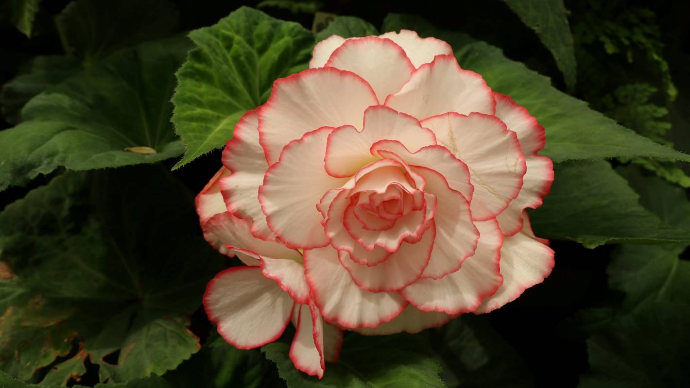 Tips for Buying Crackling Fire Begonia Tubers