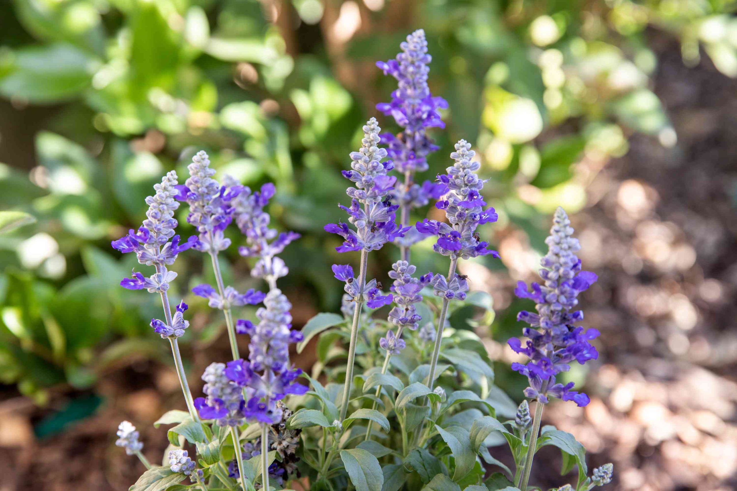 Tips to Maintain Salvias