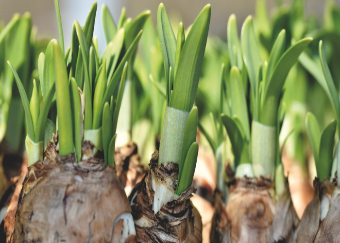 To Choose the Right Bulbs for Your Garden (1)