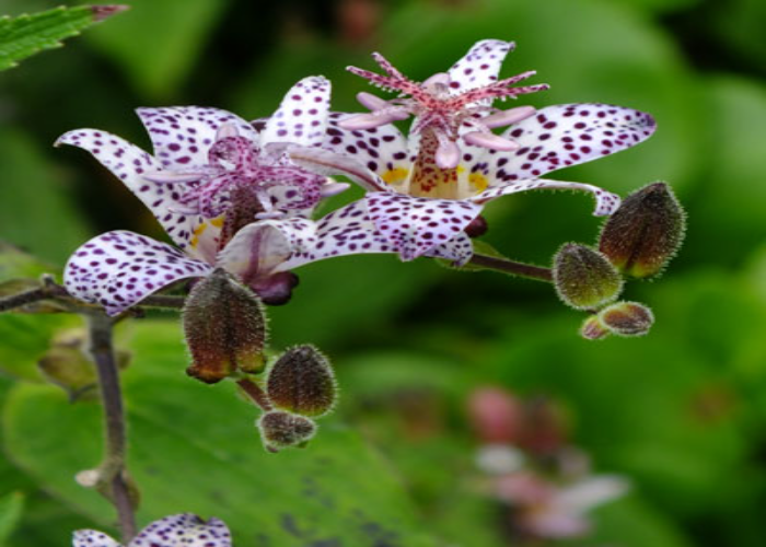 Toad Lily