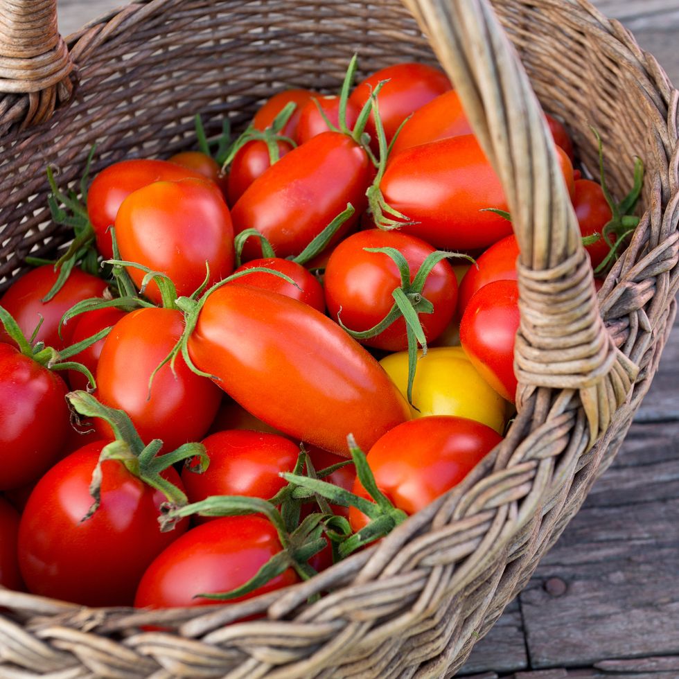 7 Common Causes of Tomato Flowers Not Producing Fruits