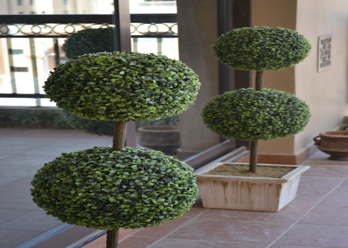 Topiary Trees