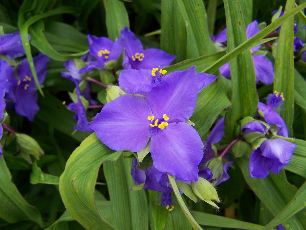 Tradescantia