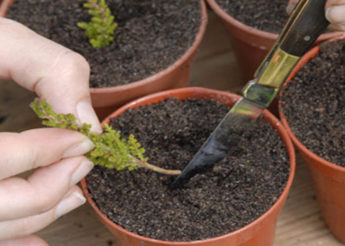 Transfer Them From Trays to Some Larger Containers