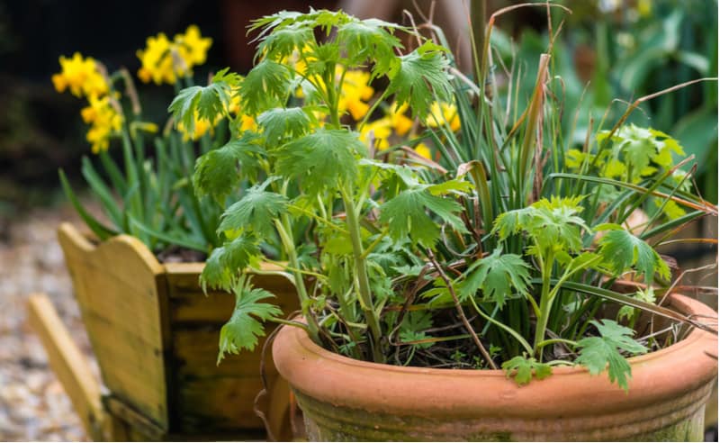 Transferring to a Bigger Pot