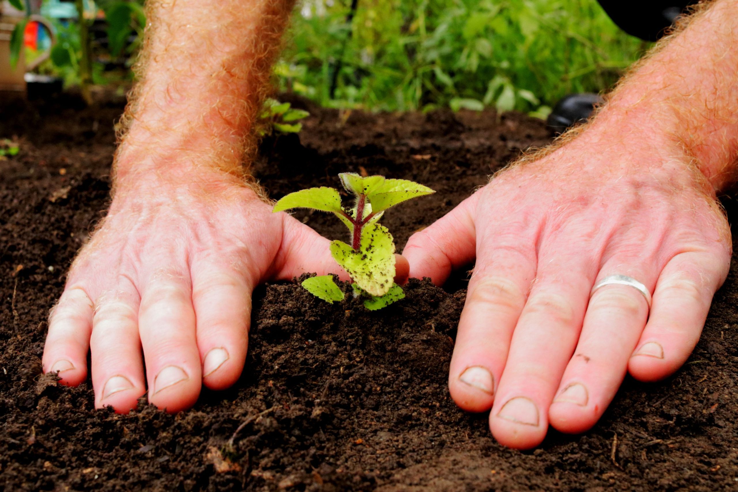 Transplanting