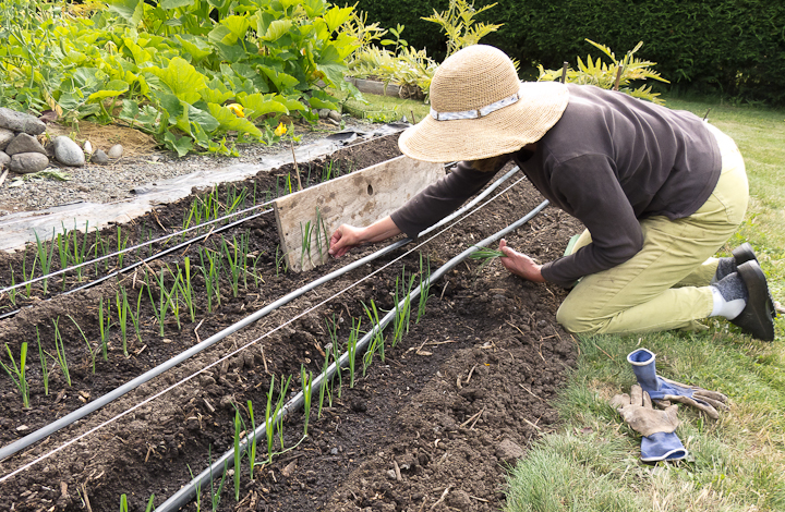 Transplanting It to The Outdoors