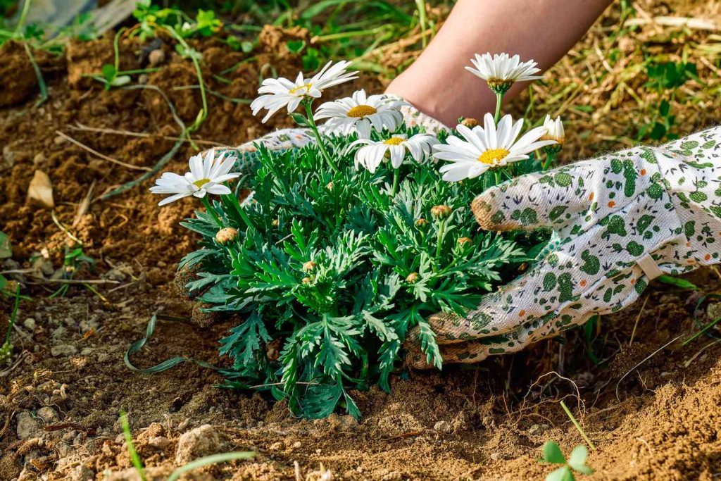 Transplanting and Pruning Your Daisies