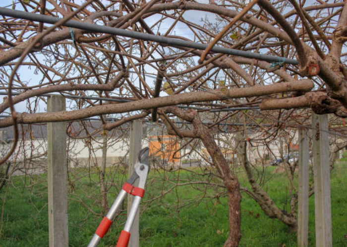 Trimming Kiwi Plants