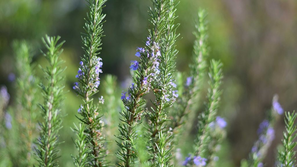 Close-Up Of Plants Growing On Field