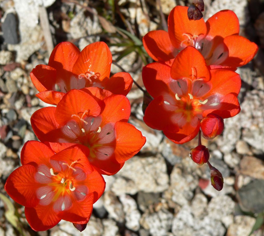 Tritonia Crocata