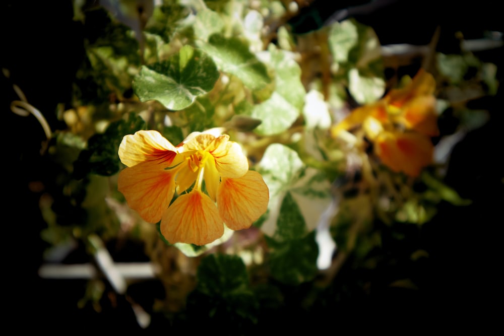 How to Grow and Care for Tropaeolum ‘Nasturtium’