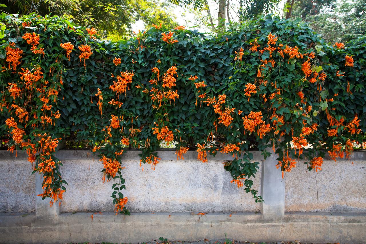 Trumpet Creeper