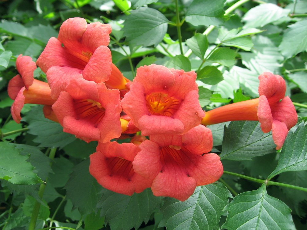 Trumpet Vines