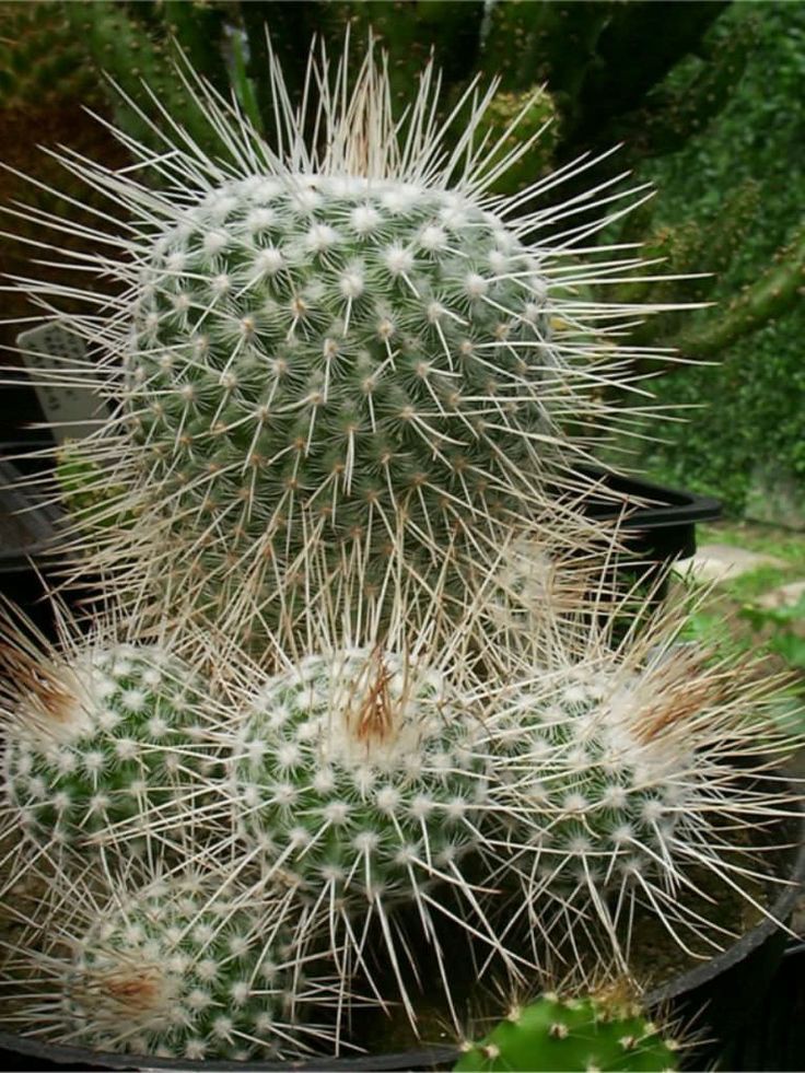 Twin-Spine Cactus