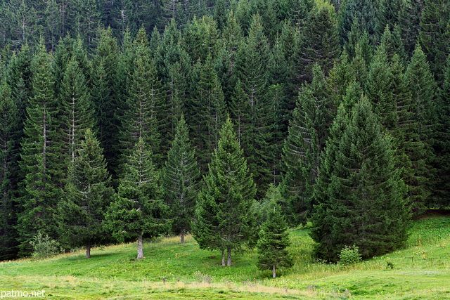 Discover the 10 Types Of Coniferous Trees Commonly Grown