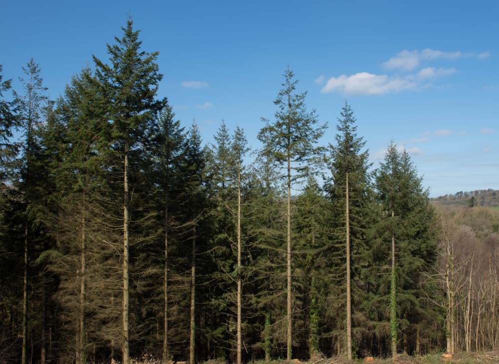 25 Most Popular Types of Pine Trees Grown in The UK