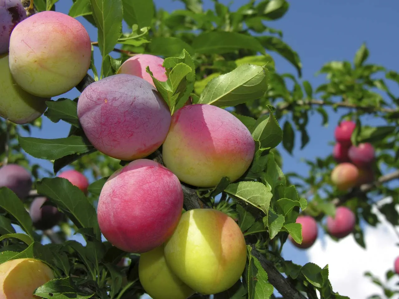 Top 10 Plum Varieties to Grow Successfully in the UK