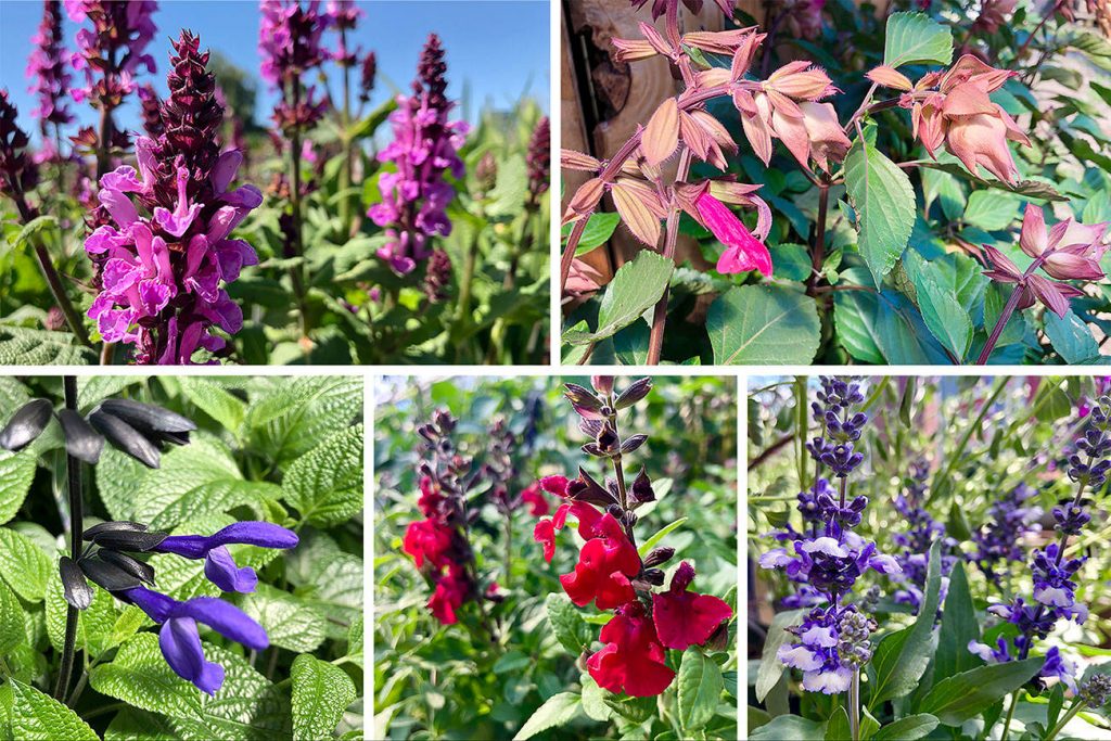 Types Of Salvia