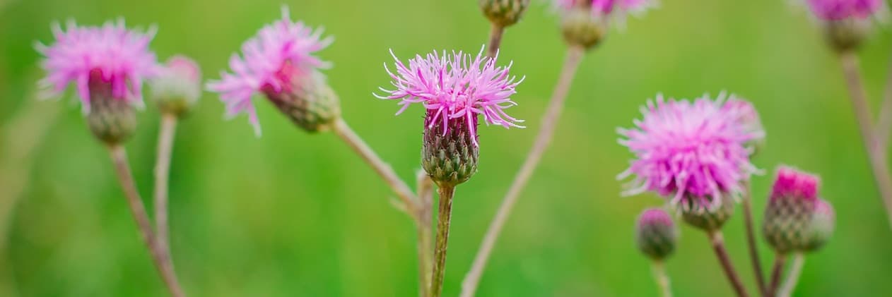 15 Types Of Thistles To Add In Your Garden