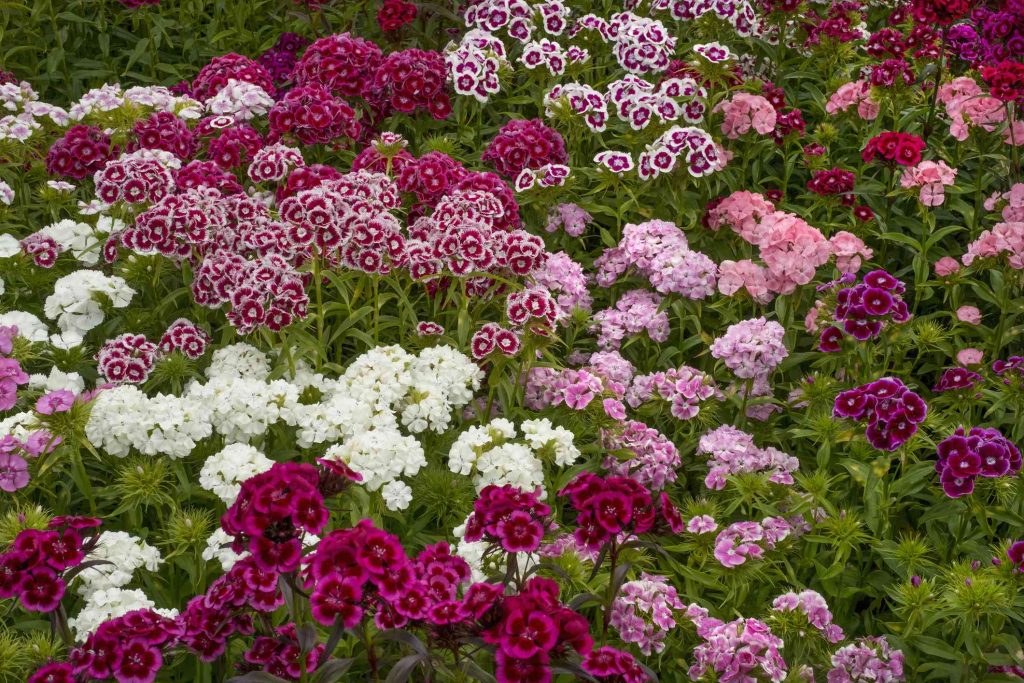 Types of Dianthus Pinks