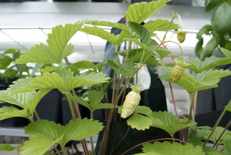 Types of Strawberry