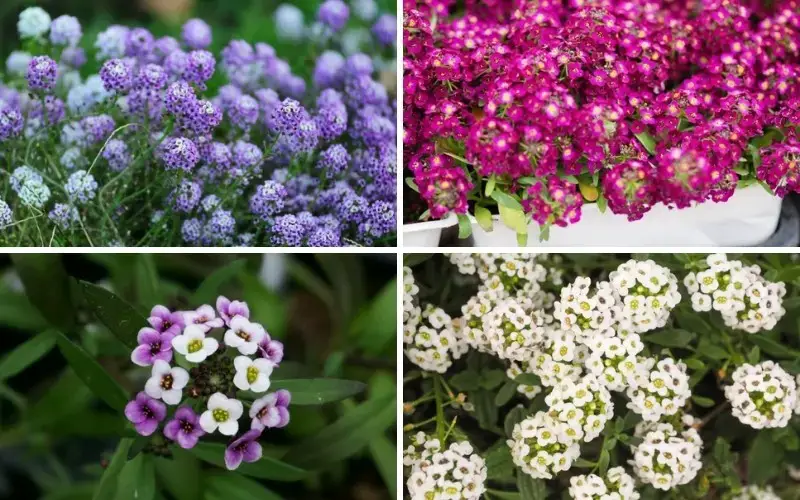 Types of Sweet Alyssum.jpg