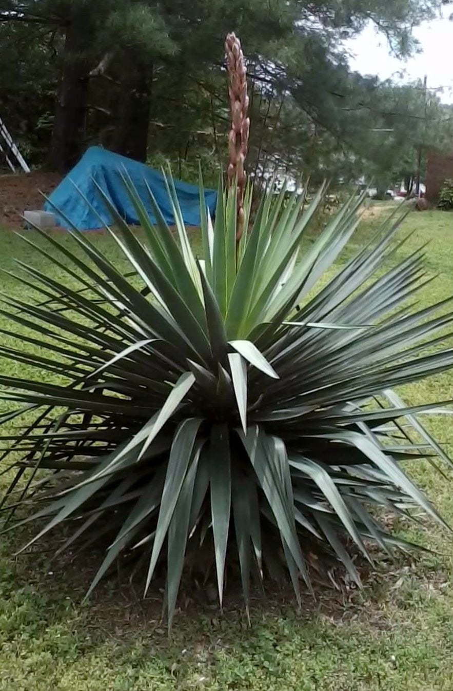 Typical Reasons For Yellowing Leaves On Yucca