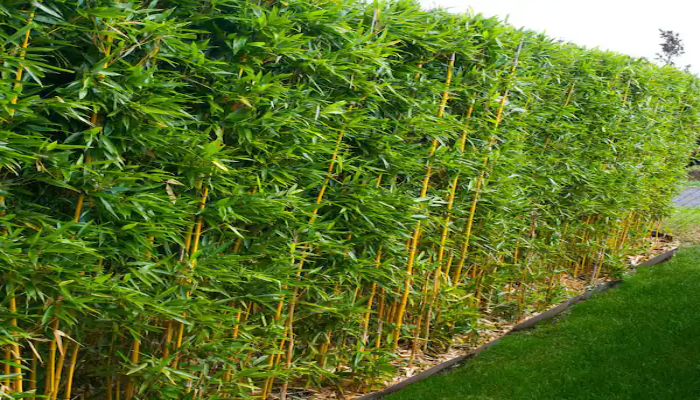 Umbrella Bamboo Hedge