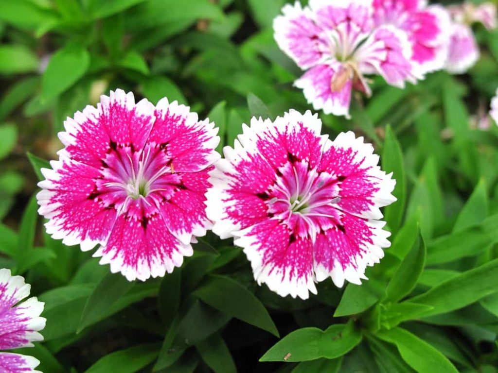 Understanding Dianthus