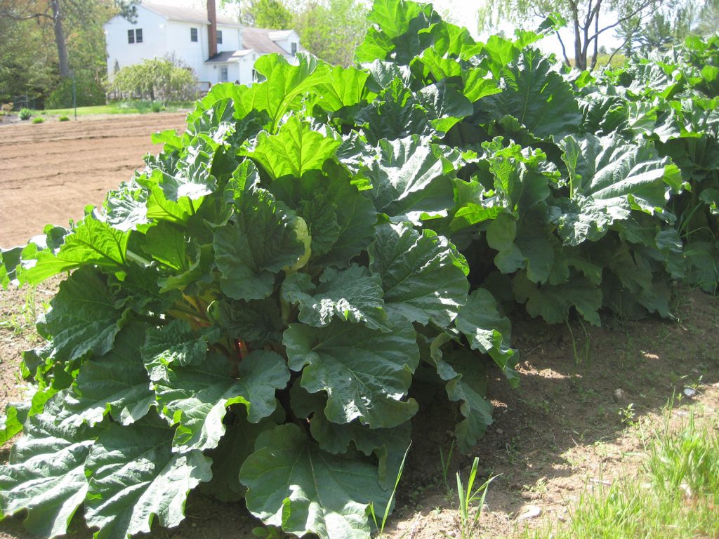 Understanding Rhubarb Growth