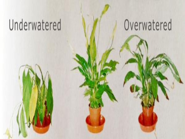 Underwatering and Overwatering