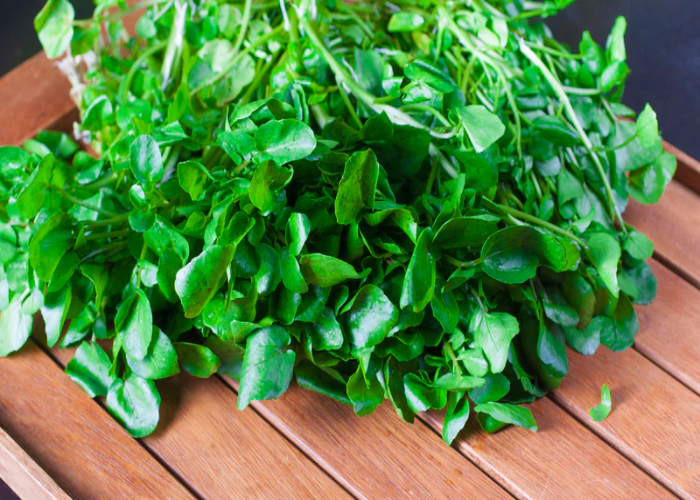 Upland Cress (Barbarea verna)