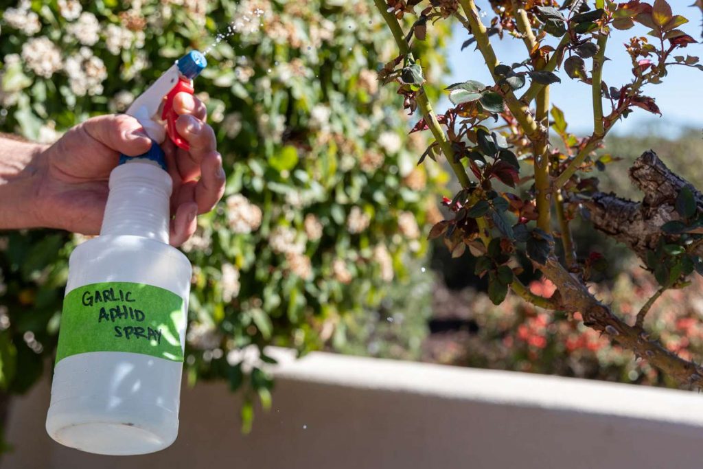 Use Homemade Aphid Spray