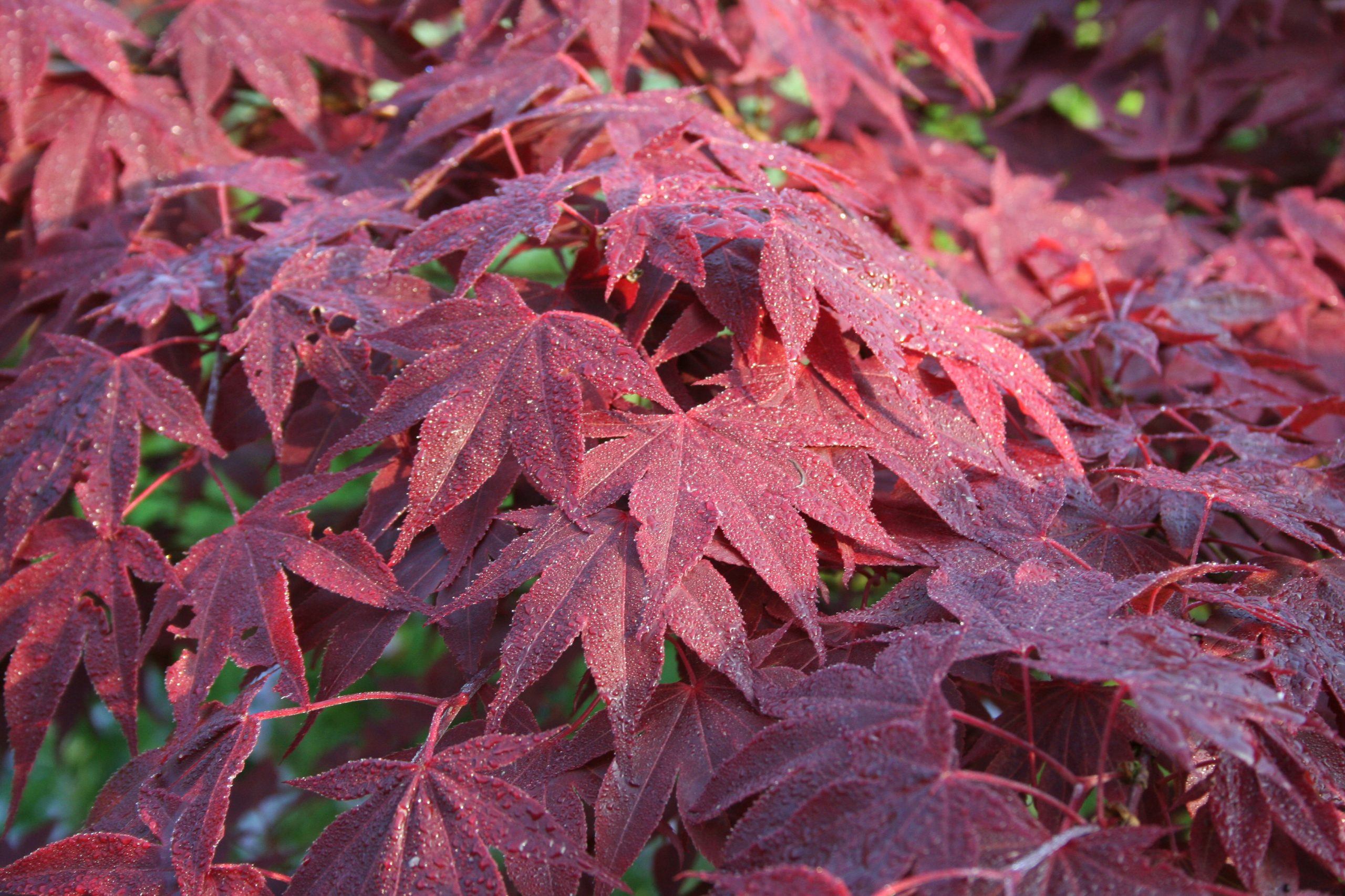 How to Grow Acers with Ericaceous Compost